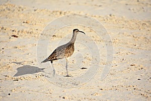 Curlew Bird Walking on a White Sand Beach