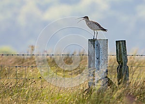 Curlew Calling standing on post Yorkshire Dales