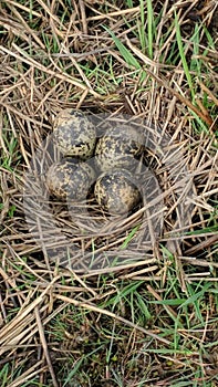 Curlew eggs moorland Weardale County Durham photo