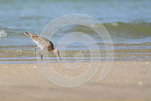 Curlew feeding on a sandy beach