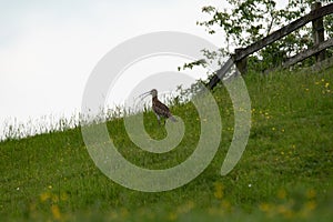 Curlew. In field. UK. North Yorkshire