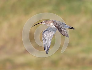 The Curlew in Flight