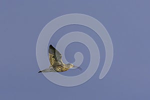 Curlew in flight