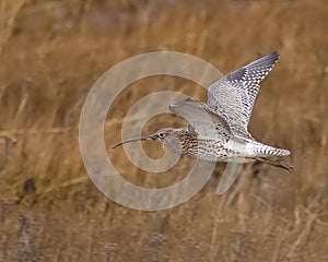Curlew flying over dry grasslands and shrubbery below