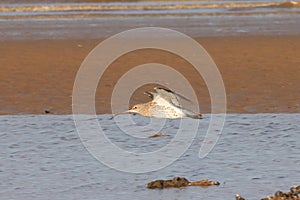 Curlew flying over Titchwell beach