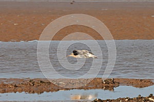 Curlew flying over Titchwell beach