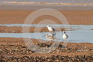 Curlew and gulls on Titchwell beach