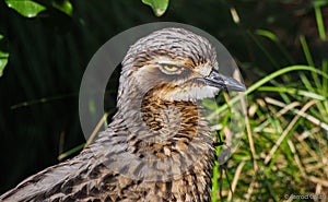 A Curlew that looks rather unimpressed