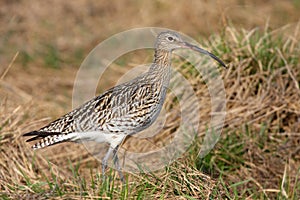 Curlew (numenius arquata)