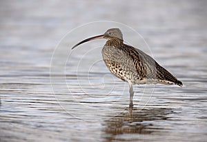 Curlew, Numenius arquata