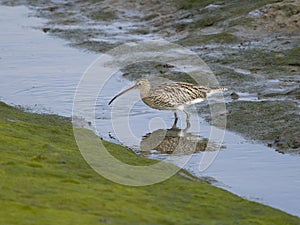 Curlew, Numenius arquata