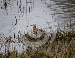 A Curlew Numenius arquata in Suffolk