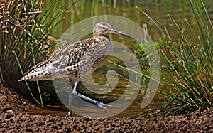 Curlew by the Pool photo