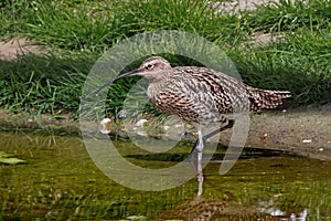 Curlew in the River photo