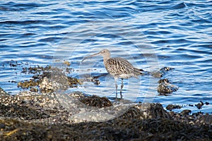 Curlew on a rocky shore