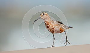 The curlew sandpiper - Calidris ferruginea - adult bird at a seashore