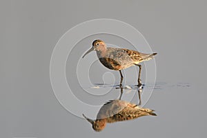 Curlew Sandpiper Calidris ferruginea on a gray