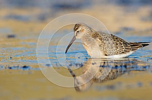 The curlew sandpiper - Calidris ferruginea - young bird at a seashore