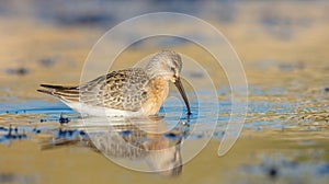 The curlew sandpiper - Calidris ferruginea - young bird at a seashore