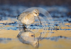 The curlew sandpiper - Calidris ferruginea - young bird at a seashore