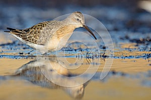 The curlew sandpiper - Calidris ferruginea - young bird at a seashore