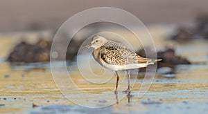 The curlew sandpiper - Calidris ferruginea - young bird at a seashore