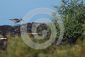 Curlew sandpiper on a seashore