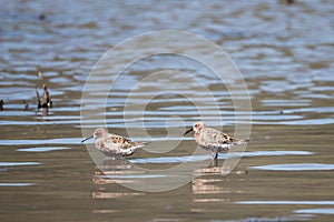 Curlew sandpipers Calidris ferruginea