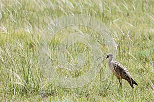Curlew shorebird bird grass prairie