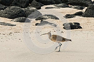 A Curlew walking on sandy beach.