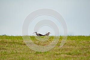 Curlews. In field. UK. North Yorkshire