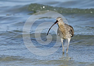 Eurasian curlew