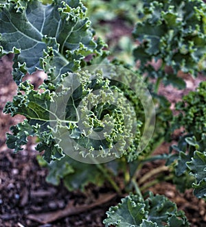 Curley Kale