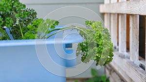 Curley parsley stem leaning out of a blue pot on a home patio container garden, growing herbs and other plants as a gardening