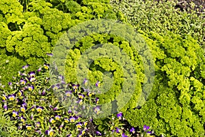 Curley Parsley and viola flower plant