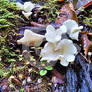 Curlicue ghostly white oyster mushrooms on deadwood