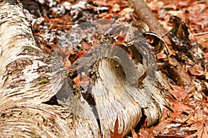 Curling Bark On Fallen Decomposing Tree In Forest
