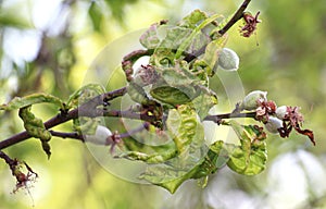 Curling of peach leaves caused by the fungus Taphrina deformans