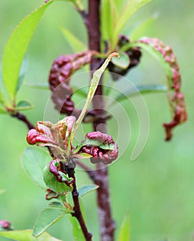 Curling of peach leaves caused by the fungus Taphrina deformans
