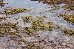 Curling yellow-green plants growing in tide pools in Ma`alaea Bay, Kihei, Mauin