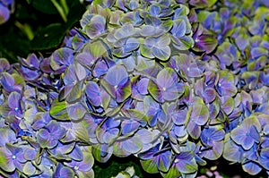 Hydrangea