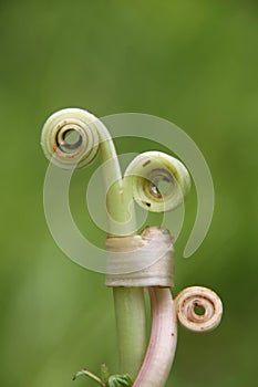 curls stem