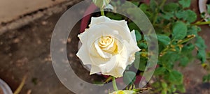 Curls of white making a perfect rose!! A beauty in our garden