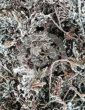 The curly branches of the bush are covered with hoarfrost and snow.