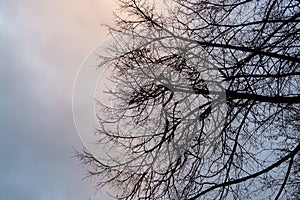 Curly branches of tree against winter sky.