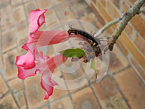 Curly caterpillar on a desert rose adenium