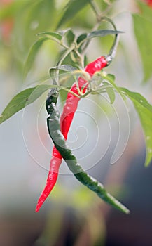 Curly chilies plant