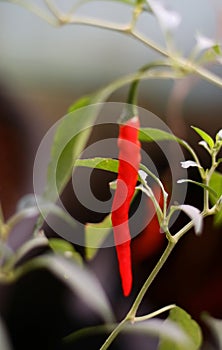 Curly chilies plant