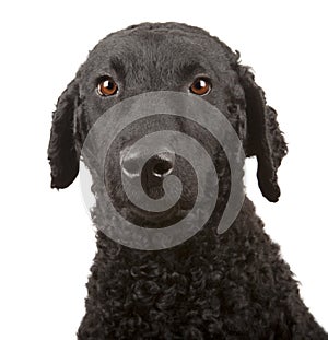 Curly Coated Retriever