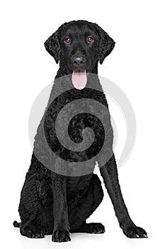 Curly Coated retriever